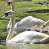 Schwanenfamilie im Schlosspark